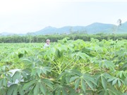 Quảng Ngãi: Tuyển chọn hai giống sắn mới kháng bệnh khảm lá